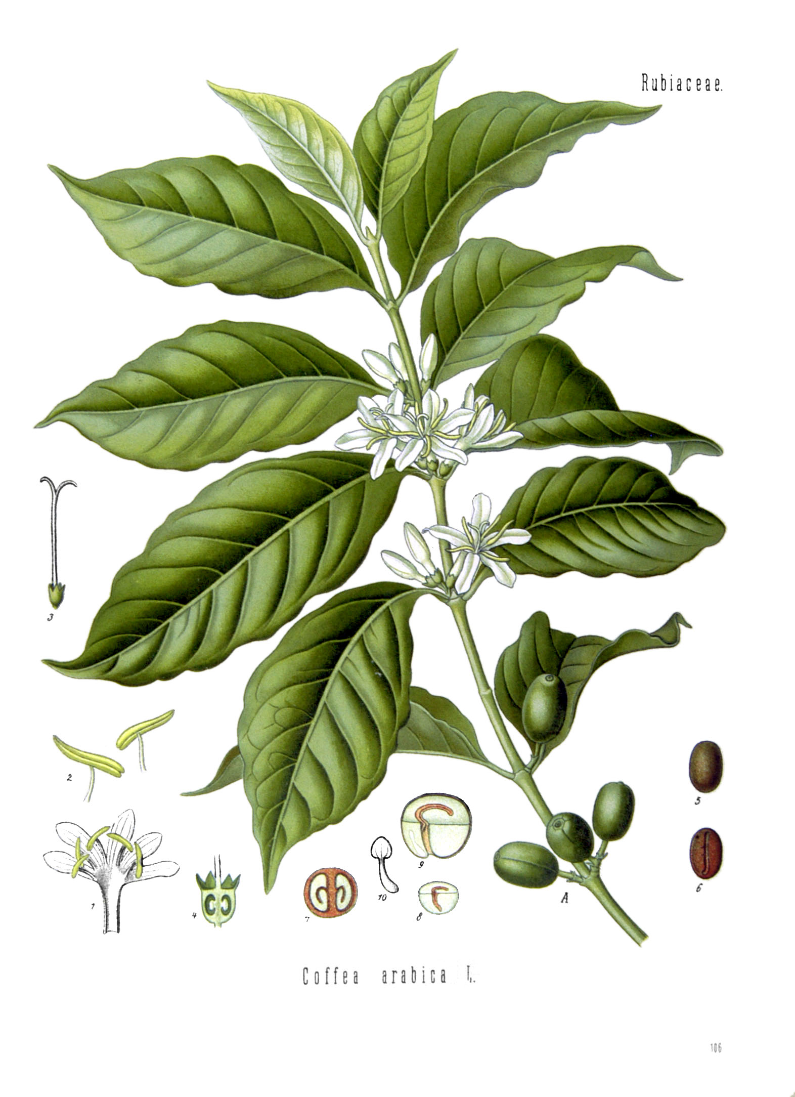 Coffea arabica